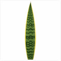 Sansevieria Superba Snake Plant 21cm Pot – Large Indoor Houseplant Plants By Post