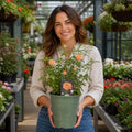 3L Happy Birthday Peach Rose Bush - Beautiful Flowering Plant Gift Plants By Post