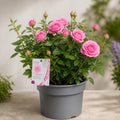 5L Rose Happy Retirement Pink Rose Bush - Beautiful Flowering Garden Plant Plants By Post
