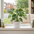 Monstera Deliciosa Cheese Plant – Large Split Leaf Tropical Evergreen Indoor Houseplant Plants By Post