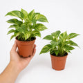 Epipremnum Marble Queen Pothos 12cm Pot Plants By Post