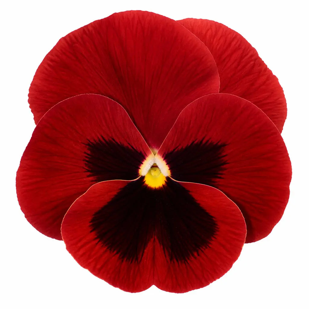 Pansy Delta Pro Red with Blotch 9Pack × 2 Spring & Autumn Bedding Plants Plants By Post