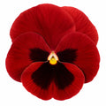 Pansy Delta Pro Red with Blotch 9Pack × 2 Spring & Autumn Bedding Plants Plants By Post