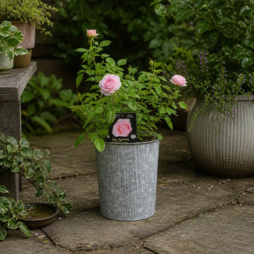 3L Happy Silver Wedding Light Pink Rose Bush - Beautiful Flowering Plant Gift Plants By Post