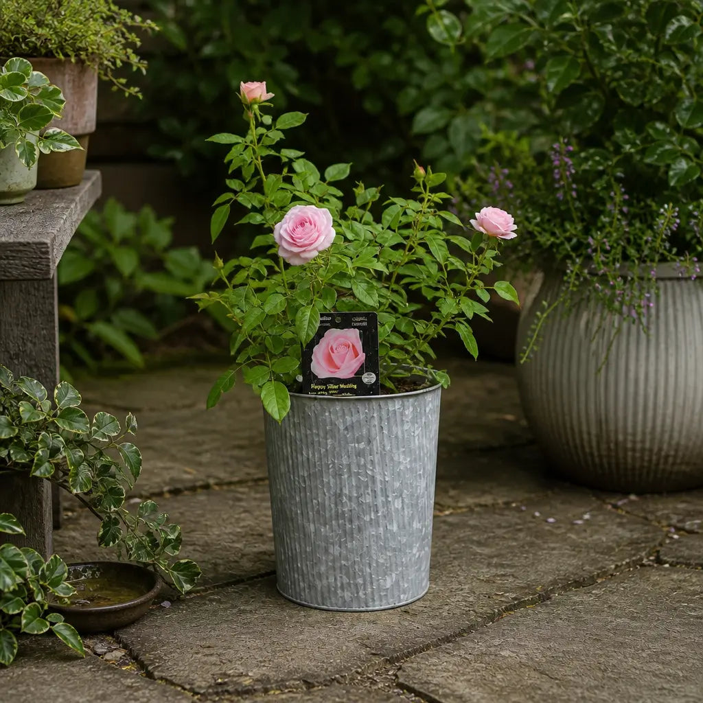3L Happy Silver Wedding Light Pink Rose Bush - Beautiful Flowering Plant Gift Plants By Post