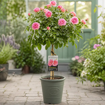 7.5L Standard Rose Tree Pink 100-110cm | Elegant Flowering Garden Rose Plant Plants By Post