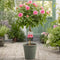 Olive Grey Planter