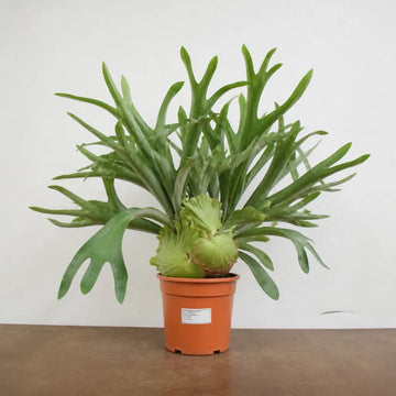 Platycerium Bifurcatum Staghorn Fern 17cm Pot – Pet Friendly Indoor Houseplant Plants By Post