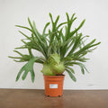 Platycerium Bifurcatum Staghorn Fern 17cm Pot – Pet Friendly Indoor Houseplant Plants By Post