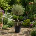 5L Spiral Olive Tree 100/110cm Tall Evergreen Mediterranean Tree