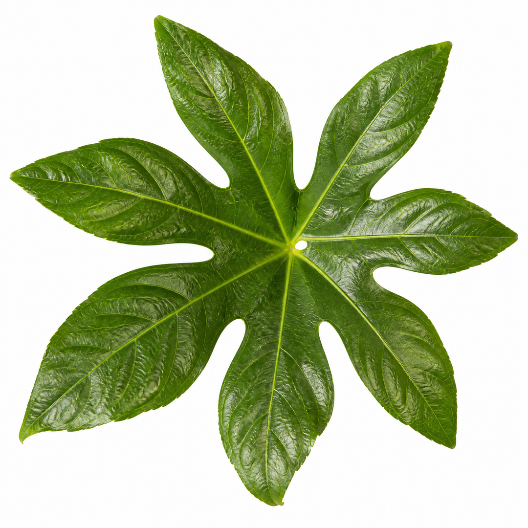 Fatsia Paper Plant 12cm Pot - Air Purifying Plant Plants By Post