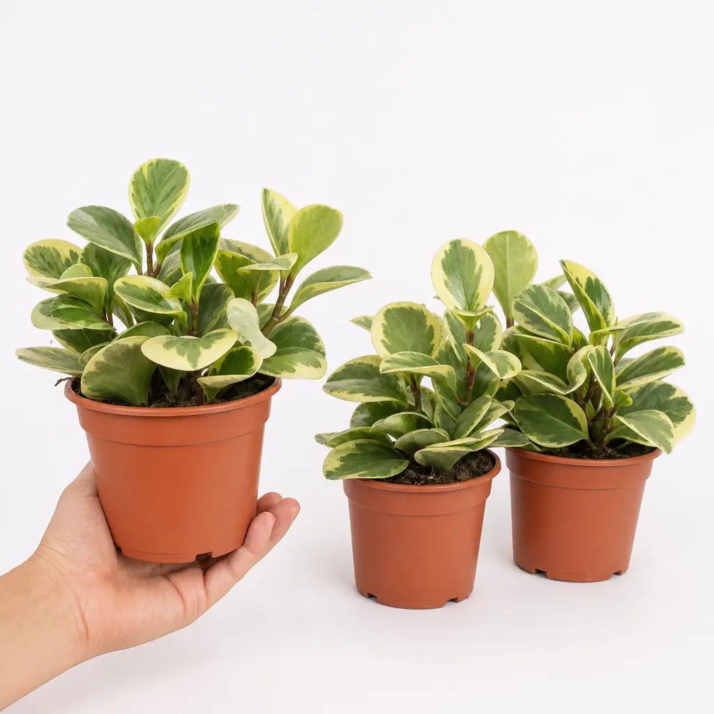 Peperomia Obtusifolia Variegated Radiator Plant 12cm Pot Plants By Post