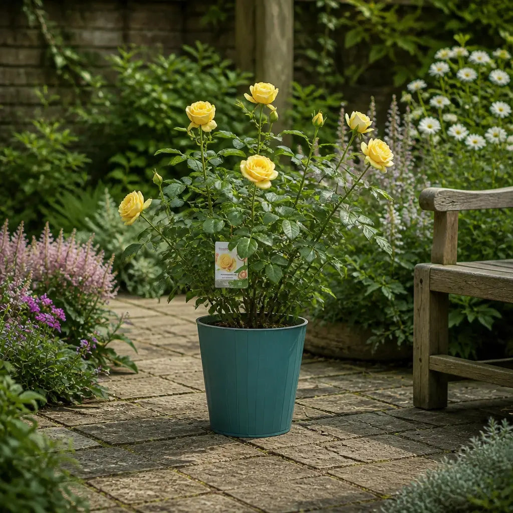 5L Rose Anniversary Wishes Yellow Rose Bush | Beautiful Flowering Garden Plant Plants By Post