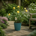 5L Rose Anniversary Wishes Yellow Rose Bush | Beautiful Flowering Garden Plant Plants By Post
