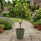 Olive Green Planter