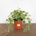 Hedera Variegated Ivy 12cm Pot Plants By Post