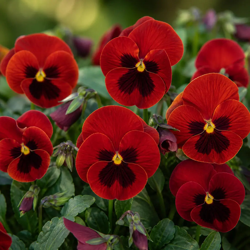 Pansy Delta Pro Red with Blotch 9Pack × 2 Spring & Autumn Bedding Plants Plants By Post