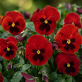 Pansy Delta Pro Red with Blotch 9Pack × 2 Spring & Autumn Bedding Plants Plants By Post