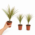 Dracaena Marginata Dragon Tree - 12cm Tropical Houseplant