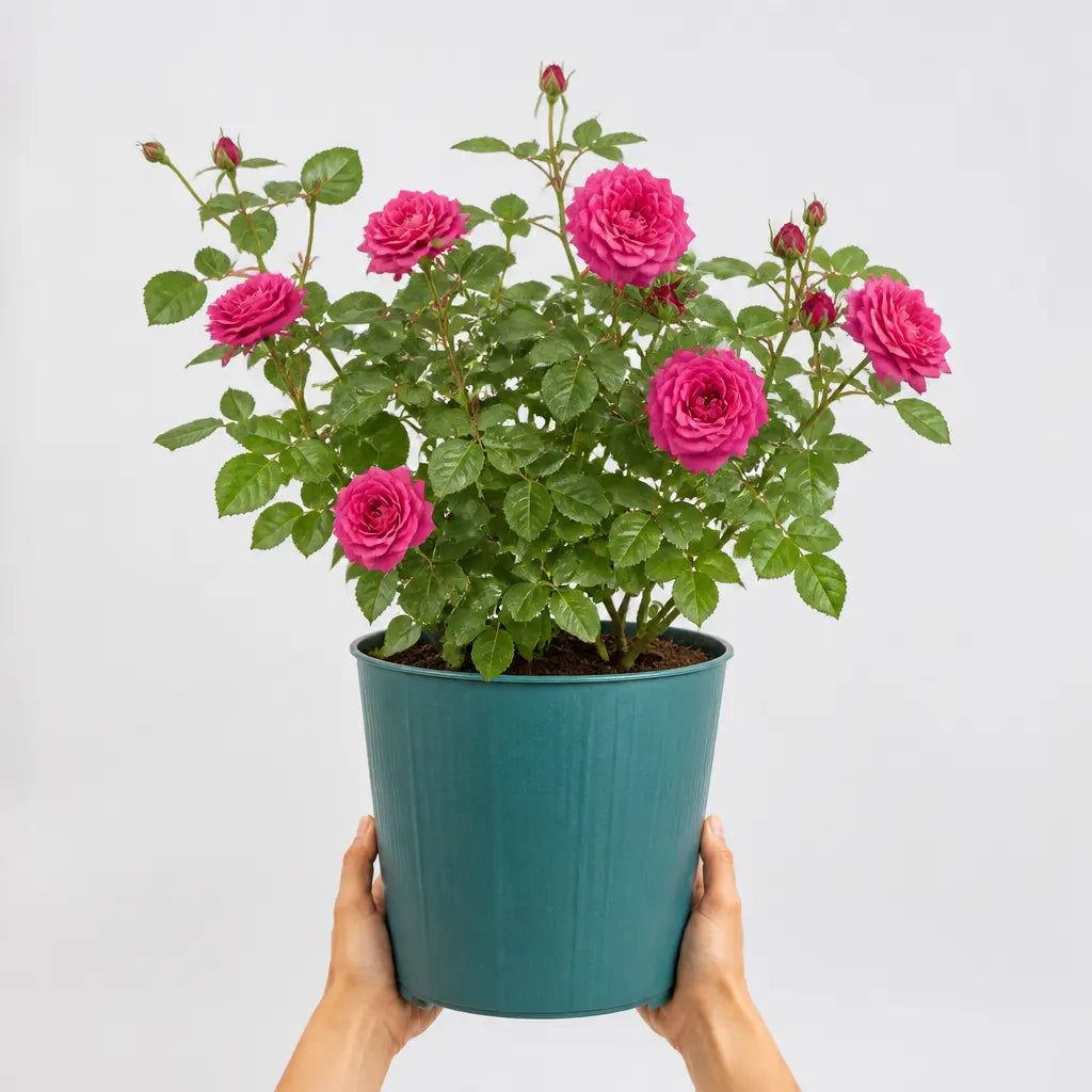 5L Rose Let's Celebrate Dark Pink Rose Bush | Beautiful Flowering Garden Plant Plants By Post