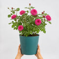 5L Rose Let's Celebrate Dark Pink Rose Bush | Beautiful Flowering Garden Plant Plants By Post