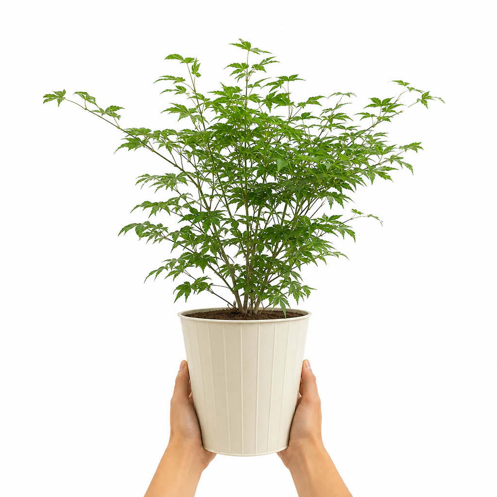 3L Acer Green Leaf in Pot Outdoor Tree for Patio & Garden