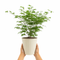 Metal Vertical Line Cream Planter