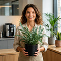 Phlebodium Blue Star Fern – Elegant Blue-Green Foliage Indoor Houseplant Plants By Post
