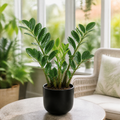 Zamioculcas Zamiifolia ZZ Plant 12cm Pot – Easy Care Indoor Houseplant Plants By Post