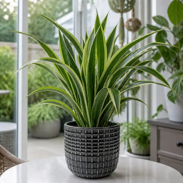 Dracaena Lemon Lime Dragon Tree – Vibrant Variegated Green and Yellow Indoor Houseplant Plants By Post