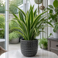 Dracaena Lemon Lime Dragon Tree – Vibrant Variegated Green and Yellow Indoor Houseplant Plants By Post
