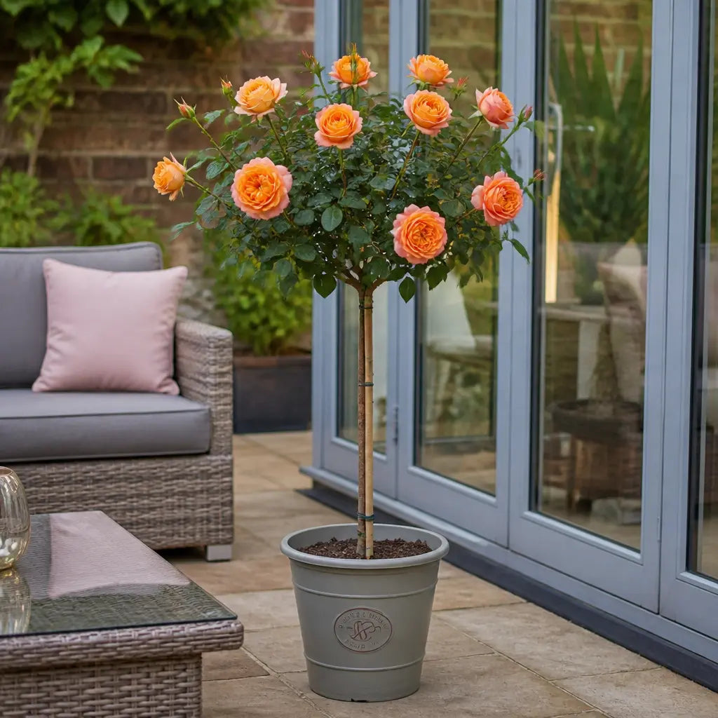 7.5L Standard Rose Tree Orange & Cream 100-110cm - Elegant Flowering Garden Rose Plant Plants By Post