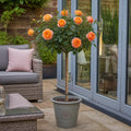 7.5L Standard Rose Tree Orange & Cream 100-110cm - Elegant Flowering Garden Rose Plant Plants By Post