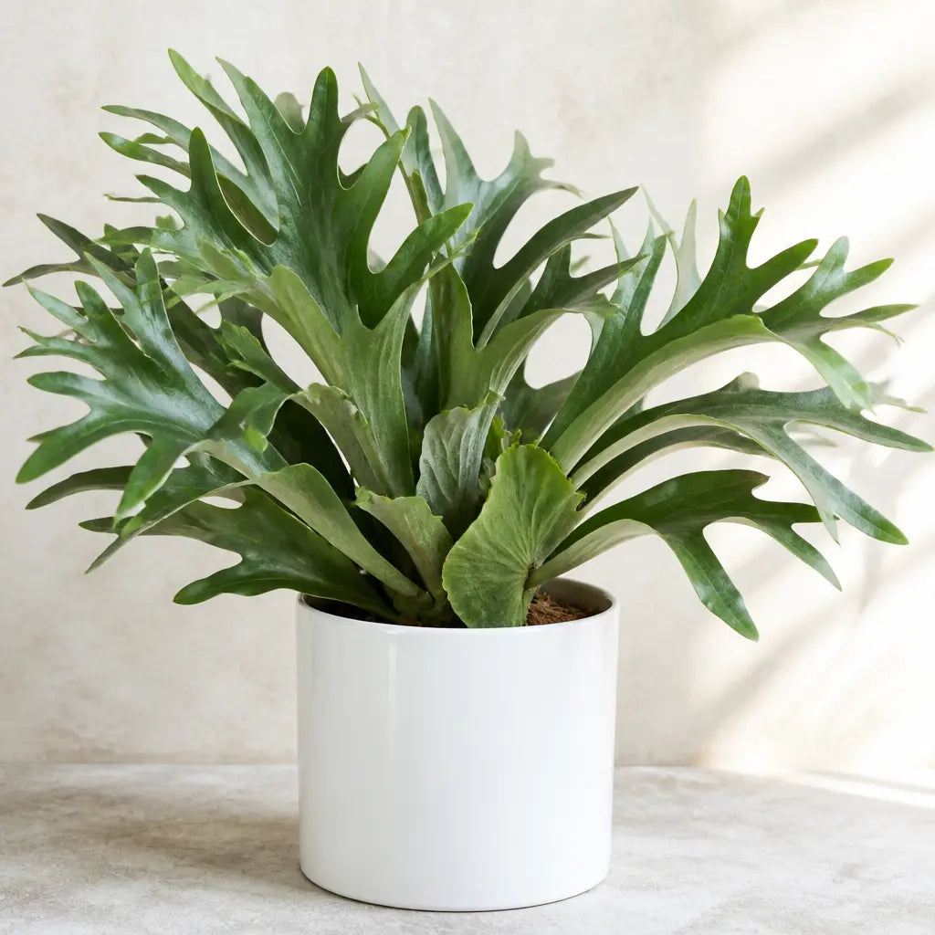 Platycerium Bifurcatum Staghorn Fern – Unique Antler-Shaped Foliage Indoor Houseplant Plants By Post