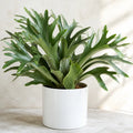 Platycerium Bifurcatum Staghorn Fern – Unique Antler-Shaped Foliage Indoor Houseplant Plants By Post