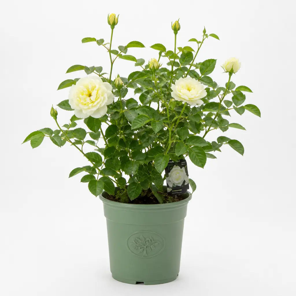 3L Silver Anniversary Yellow Rose Bush - Beautiful Flowering Plant Gift Plants By Post