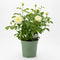 Premium Plastic Olive Green