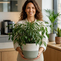 Ficus Danielle Weeping Fig 5L – Glossy Green Indoor Houseplant Plants By Post