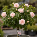 7.5L Standard Rose Tree Light Pink 100-110cm - Elegant Flowering Garden Rose Plant Plants By Post