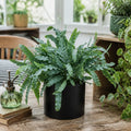 Phlebodium Blue Star Fern – Elegant Blue-Green Foliage Indoor Houseplant Plants By Post