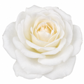 3L White Patio Rose in Decorative Pot Outdoor & Garden Plant