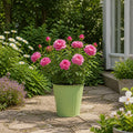 5L Rose Happy Retirement Pink Rose Bush - Beautiful Flowering Garden Plant Plants By Post