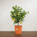 5L Meyer Lemon Tree 80/90cm Indoor & Outdoor Citrus Tree in Pot Plants By Post