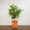 Nursery Pot