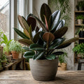 Ficus Abidjan Rubber Plant 5L – Dark Burgundy Indoor Houseplant Plants By Post