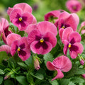 Pansy Delta Pro Rose with Blotch 9Pack × 2 Spring & Autumn Bedding Plants Plants By Post
