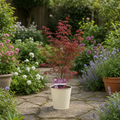 3L Red Leaf Acer Outdoor Patio Tree in Pot for Garden