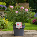 5L Rose Happy Retirement Pink Rose Bush - Beautiful Flowering Garden Plant Plants By Post