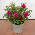 5L Rose Let's Celebrate Dark Pink Rose Bush | Beautiful Flowering Garden Plant Plants By Post