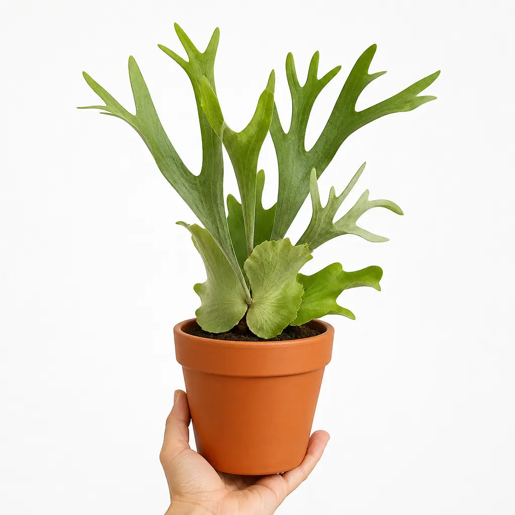 Platycerium Bifurcatum Staghorn Fern 17cm Pot – Pet Friendly Indoor Houseplant Plants By Post